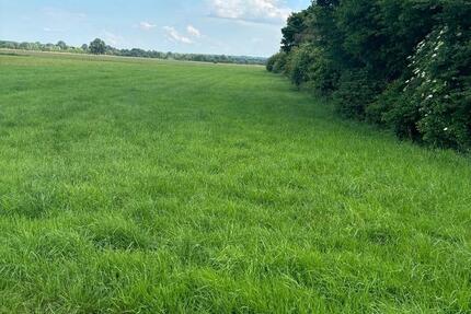 Grünland Wiese 0,47 ha - 4708 qm – 2 Flurstücke Sontheim Brenz zimmer