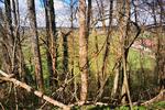 1000m² Bau Grundstück mit Wohnhaus Scheune & eigenem Wald 1200m²