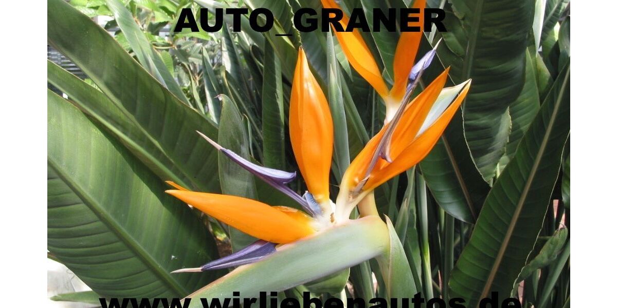 Renault ZOE 111.000 km 8.980 &euro; Neu-Ulm 89231