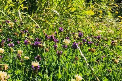 Einfamilienhaus mit Keller, Garage und Garten zu vermieten 5 zimmer
