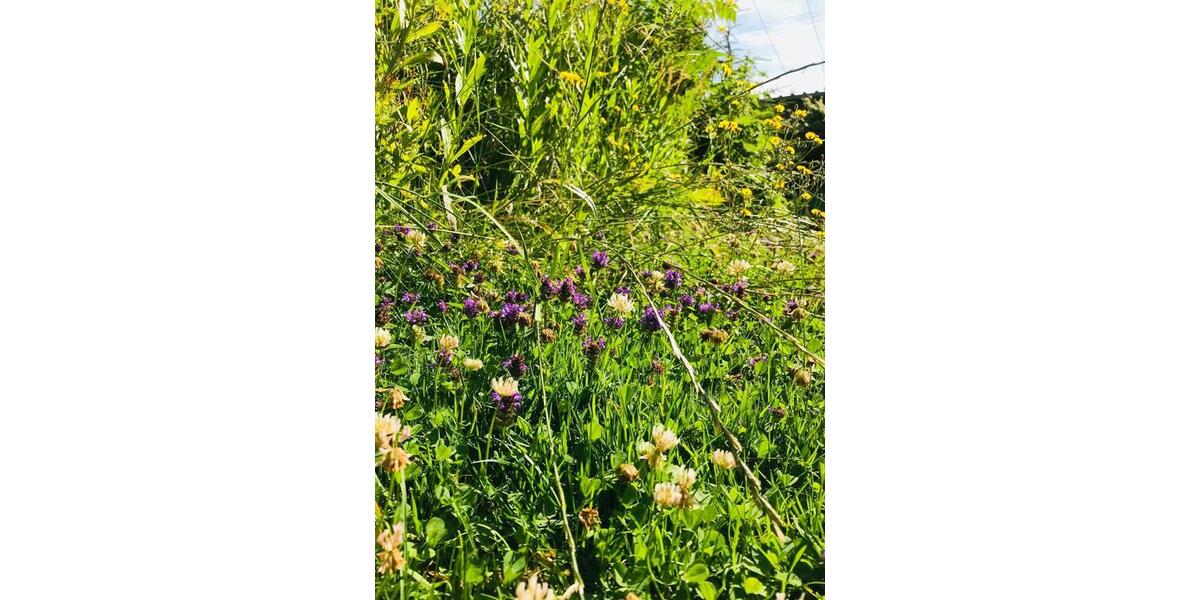 Einfamilienhaus mit Keller, Garage und Garten zu vermieten 5 zimmer