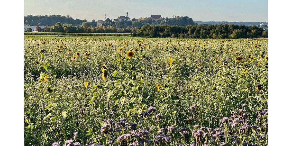 Hübsche 3,5-Zimmer-Wohnung mit Wintergarten und Balkon direkt in Erbach 3 zimmer