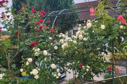 Wohnung Ehingen (Donau) - 1 Zimmer, 30 m&sup2;, 530&euro; | Angebot:27583332