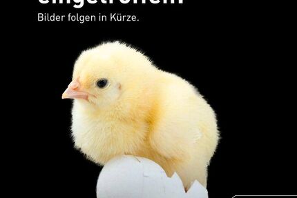 Mercedes-Benz EQA 19.055 km 36.870 € Neu-Ulm 89231