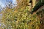 - 4- Herbrechtingen | Angebot:26770187